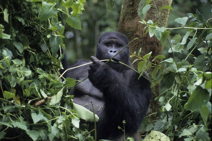 Gorille de montagne photographié dans le parc de Virunga. (GUERRIER A/HorizonFeatures/Leemage)