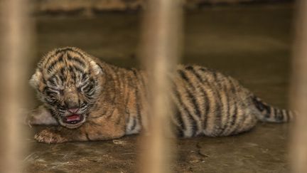 Un bébé tigre au zoo de Medan, en Indonésie, le 18 février 2016. (YT HARYONO / ANADOLU AGENCY / AFP)