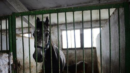 Une jument dans un box, le 7 avril 2014, au haras de Ceadâr-Lunga, en Gagaouzie, territoire autonome qui représente 5,4% de la Moldavie. (AFP PHOTO DANIEL MIHAILESCU)