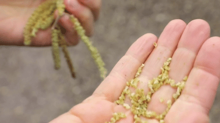 Santé : le grand retour du pollen et des allergies