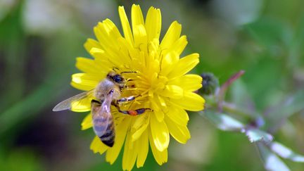 Un insecte volant butine une fleur. (CHRISTOPHE BARREAU / MAXPPP)