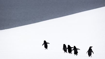 Des manchots d'Adélie tentent de rejoindre la mer, en Antarctique.&nbsp; (MERIL DAREES & MANON MOULIS / BIOSPHOTO / AFP)