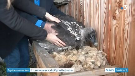 Lozère : trois gypaètes barbus réintroduits dans les Cévennes