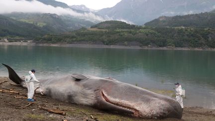 Le mystère du cachalot échoué sur le bord du lac de Serre-Ponçon (Hautes-Alpes)
 (PHOTOPQR/LA PROVENCE/MAXPPP)