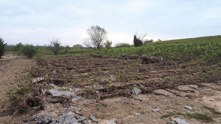 Une parcelle de la Maison Ventenac à Ventenac-Cabardès (Aude)&nbsp;aux ceps de vignes arrachés par les intempéries du 15 octobre. (BENJAMIN MATHIEU / RADIO FRANCE)