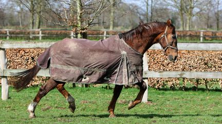 Ourasi, cheval de l&eacute;gende, photographi&eacute; &agrave; l'occasion de son 30e anniversaire, le 7 avril 2010 au haras de Gruchy (Calvados). (KENZO TRIBOUILLARD / AFP)