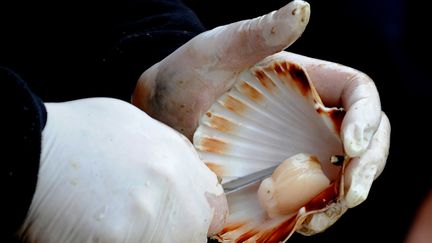 Photo prise le 12 d&eacute;cembre 2008 d'un p&ecirc;cheur ouvrant une coquille Saint-Jacques sur son stand au march&eacute; de Pl&eacute;neuf-Val-Andr&eacute; (C&ocirc;tes-d'Armor). (MARCEL MOCHET / AFP ARCHIVES/ AFP)