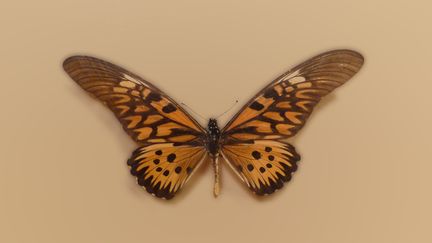 Le&nbsp;Papilio antimachus est&nbsp;le plus grand papillon d'Afrique. Cette photo a été prise au musée zoologique de Strasbourg. (Wikimedia commons (GNU Free documentation licence))