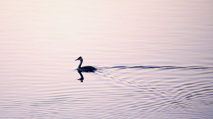 La grèbe huppée est un oiseau d'eau qui fait partie des espèces menacées par l'activité humaine selon l'UICN. (CHRISTIAN WATIER / MAXPPP)