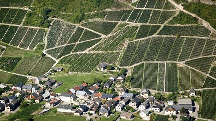 Des vignes à Chignin dans les Alpes, les 28 août 2020. (PHILIPPE ROY / PHILIPPE ROY)