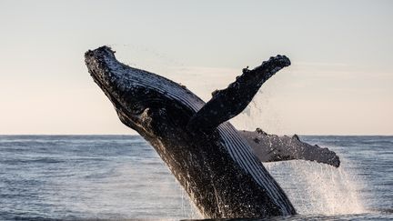 Une baleine à bosse adulte sortant de l'eau, le 13 août 2023. (MARNIE GRIFFITHS / MOMENT RF)