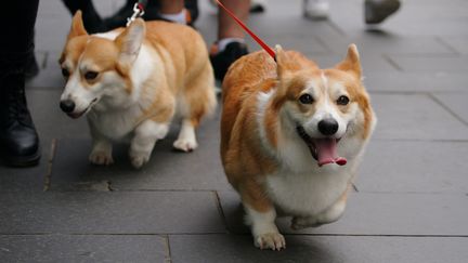 Des corgis à Edimbourg (Royaume-Uni) le 11 septembre 2022, lors de la cérémonie d'hommage à la reine Elizabeth II (PETER BYRNE / MAXPPP)