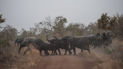 Des éléphants dans le parc&nbsp;de la Pendjari, au Bénin, le 11 janvier 2018. (STEFAN HEUNIS / AFP)