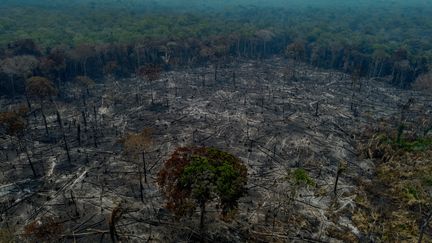 Charred trees after an illegal fire lit by farmers in Amazonas state in Brazil, September 6, 2023. (MICHAEL DANTAS / AFP)