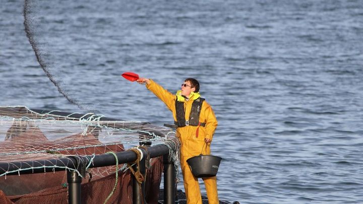 Un employ&eacute; nourrit des saumons dans un &eacute;levage de Cherbourg (Manche), le 30 novembre 2012. (CHARLY TRIBALLEAU / AFP)