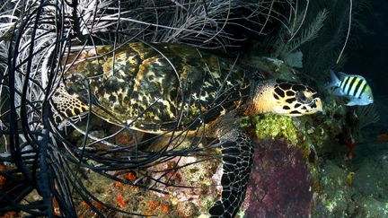 La faune de la Martinique, ici une tortue imbriquée, est menacée démontre une nouvelle étude.&nbsp; (RUOPPOLO GUILLAUME / MAXPPP)