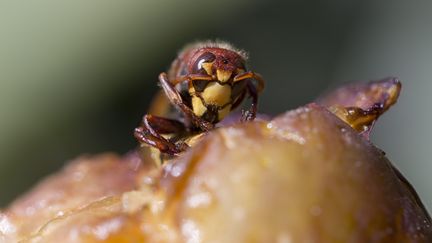 Le&nbsp;frelon européen, fait partie de l'espèce des hyménoptères (photo d'illustration). (CHRISTIAN WATIER / MAXPPP)
