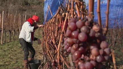 Alsace : dans le&nbsp;Haut-Rhin, les&nbsp;joyeuses vendanges tardives du 1er janvier (France 3)