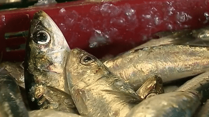 Les secrets de la sardine vendéenne