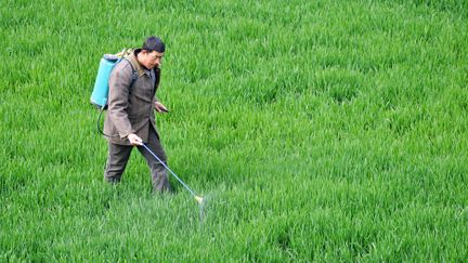 Un fermier pulv&eacute;rise du pesticide dans son champ, &agrave;&nbsp;Fengyang (Chine), le 7 mars 2015. (GAO JIANYE / XINHUA / AFP)