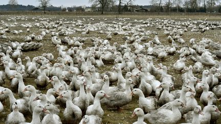 Un élevage de canards à Bourriot-Bergonce (Landes), le 22 février 2017. (GEORGES GOBET / AFP)