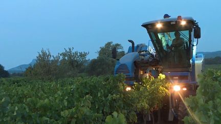 Vins : en Provence, des vendanges précoces au lever du soleil