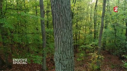 Envoyé spécial. Comment font les arbres pour pousser droit ?