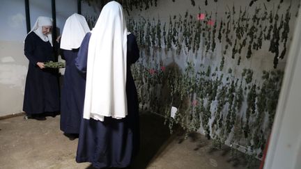 A chaque étape, germination des graines, plantation, récolte, séchage méticuleux, les Soeurs disent des prières afin, assurent-elles, d'augmenter l'effet curatif de leur chanvre. (Lucy Nicholson / REUTERS)