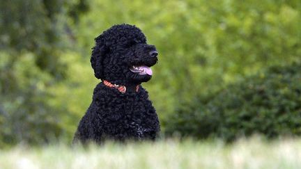 Sunny, la chienne des Obama, le 9 septembre 2013 à Washington (Etats-Unis). (JEWEL SAMAD / AFP)