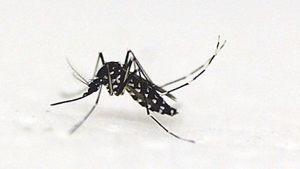 Le moustique Aedes albopictus, reconnaissable &agrave; sa petite taille et ses rayures noires et blanches.&nbsp; (STEPHANIE YEOW / ST)