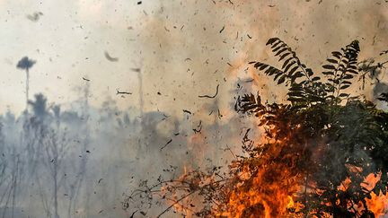 La forêt de Santo Antonio do Matupi en feu en Amazonie, au Brésil, le 27 août 2019.&nbsp; (GABRIELA BILO/ESTADAO CONTEUDO/AFP)