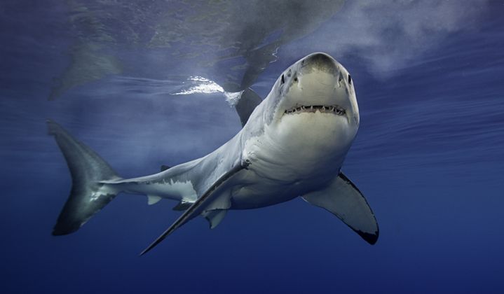 La peau du requin inspire aussi les chercheurs pour lutter contre les maladies nosocomiales à l'hôpital.&nbsp; (BY WILDESTANIMAL / MOMENT RF / GETTY IMAGES)