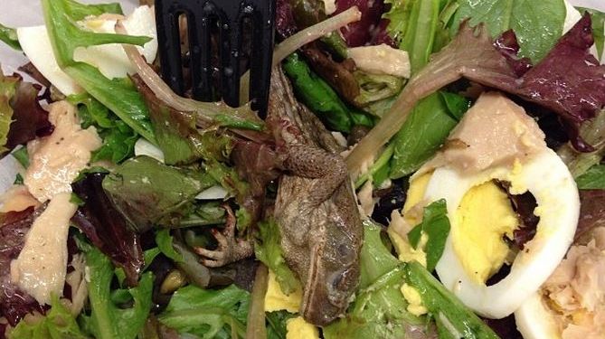 La grenouille retrouv&eacute;e dans une salade du fast-food Pr&ecirc;t &agrave; Manger, le 30 d&eacute;cembre 2013,&nbsp;&agrave; New York. (KATHRYN LURIE / INSTAGRAM)