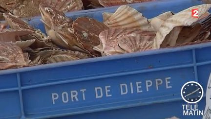 La saison de la coquille Saint-Jacques vient de commencer  C'est un mets très apprécié des gourmets. La saison de la coquille Saint-Jacques vient de commencer. Un marché très réglementé.  Les coquilles Saint-Jacques sont de retour dans les filets des pêch