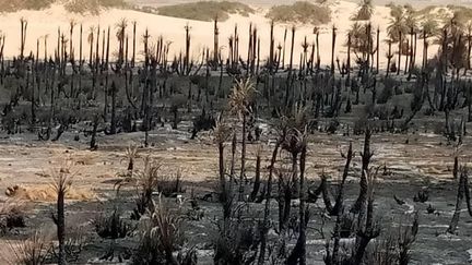 Une vue de la palmeraie de Tigui, au nord de Faya au Tchad, après l'incendie qui l'a ravagée. Une image publiée sur la page Facebook de Gour-Tigui. (Toubou Media)