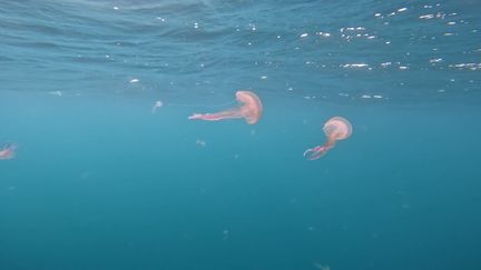 Comment localiser les méduses sur le littoral de Marseille ? (FTV)