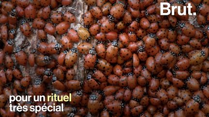 VIDEO. La reproduction des coccinelles convergentes, un rituel très spécial (BRUT)