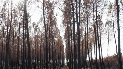 Incendies : Gérald Darmanin veut créer 3 000 "gendarmes verts"