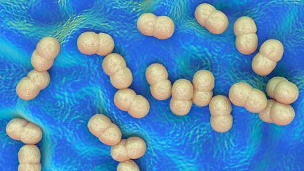 Modélisation de la bactérie&nbsp;Staphylococcus epidermidis,&nbsp;naturellement présente sur la peau.&nbsp;La&nbsp;variété résistante aux antibiotiques infecte le plus souvent les personnes immunodéficientes.&nbsp; (RBB / AFP)