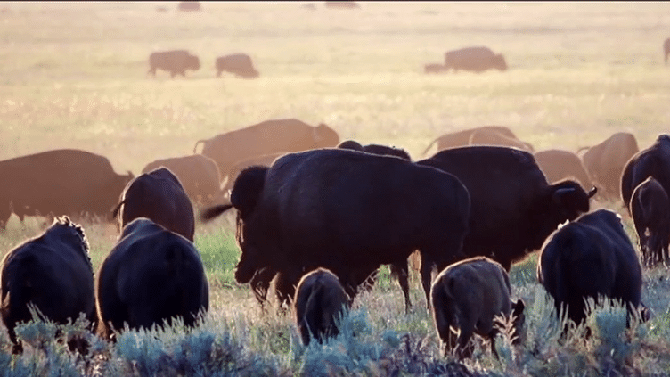 États-Unis : les bisons menacés par la chasse aux abords du parc de Yellowstone