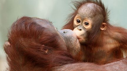 Changi, la nouvelle mascotte du zoo de Krefeld (Allemagne) est&nbsp;un b&eacute;b&eacute; orang-outang, ici avec sa maman, le 24 janvier 2012. (ROLAND WEIHRAUCH / AFP)