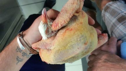 &nbsp; (Un pigeon va être préparé dans le restaurant d'Eric Guérin © Cécilia Arbona - Radio France)