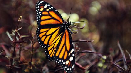 Un papillon monarque, le 25 janvier 2014, dans le district de Monteverde (Costa Rica). (  MAXPPP)