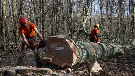 Abattage d'un chêne en forêt de Meudon, le 11 mars 2021. (JEAN-BAPTISTE QUENTIN / MAXPPP)