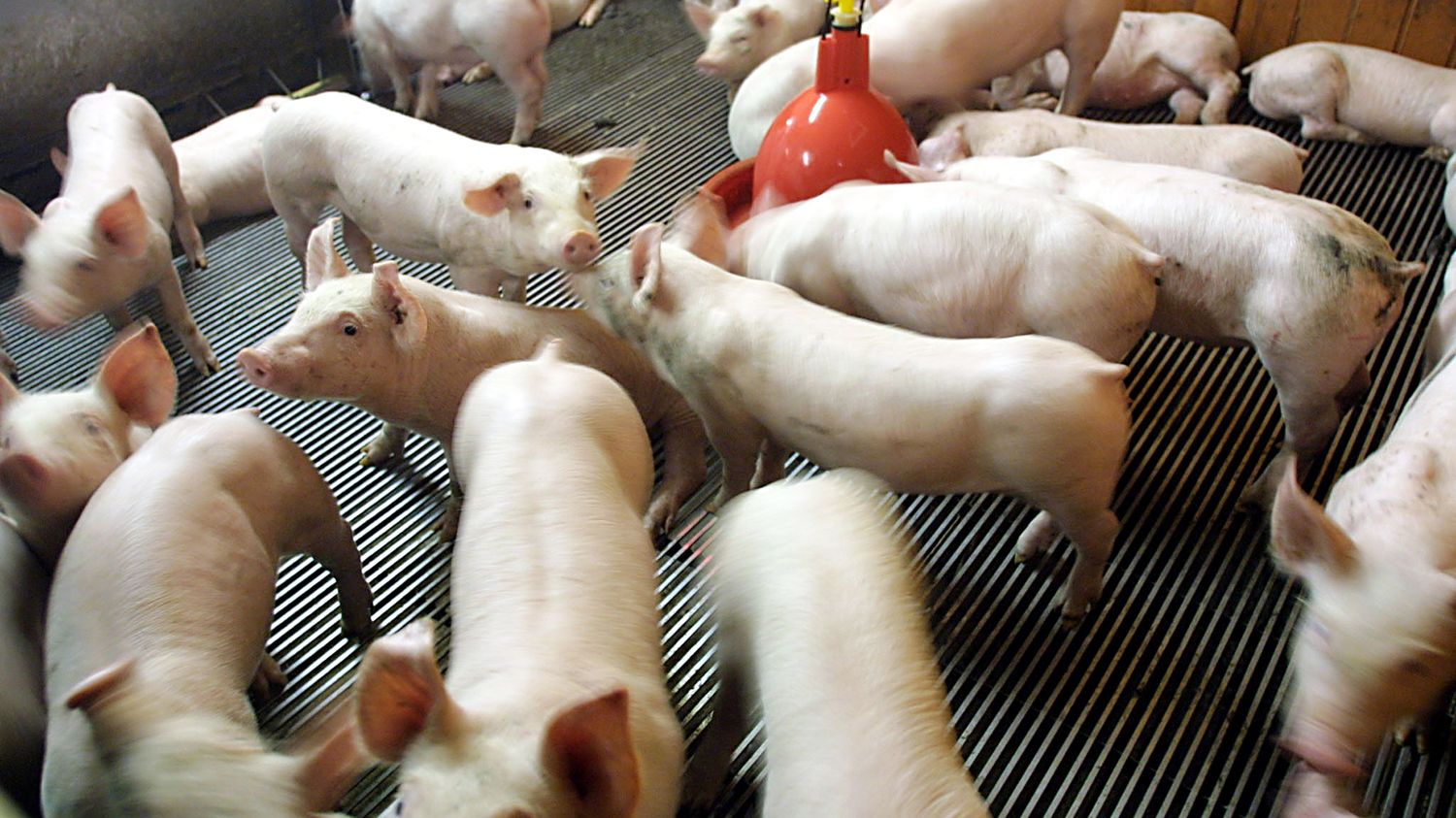 Consommation  la Chine à la rescousse du porc français