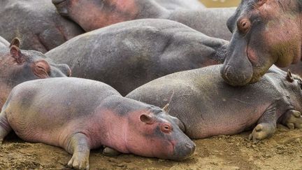 L'hippopotame, littéralement «le cheval du fleuve», est l'un des animaux emblématiques d'Afrique mais aussi le plus dangereux. (Michel &amp; Christine Denis-Huot / Biosphoto)