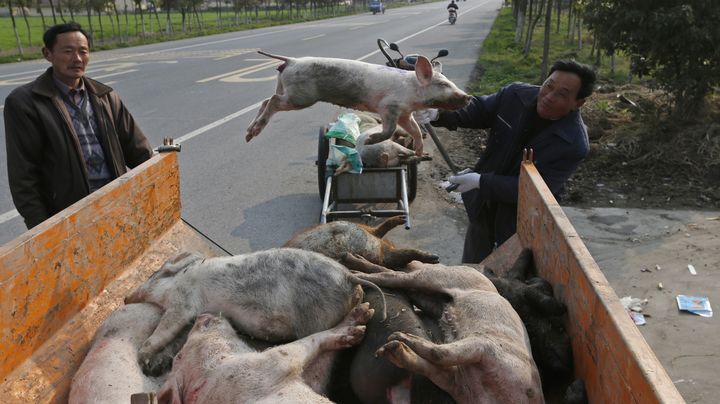 Des employ&eacute;s municipaux r&eacute;cup&egrave;rent des cadavres de porcs abandonn&eacute;s au bord de la route, dans un village de la pr&eacute;fecture de Jiaxing (Chine), le 12 mars 2013. (REUTERS)