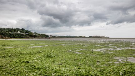 Marée verte dans la baie de Saint-Brieuc (Côtes-d'Armor). (BAPTISTE ROMAN / HANS LUCAS)