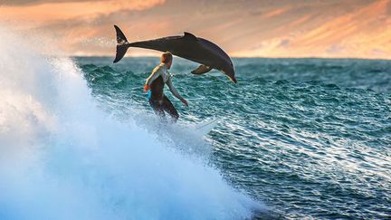 Un dauphin surgit pr&egrave;s d'un surfeur &agrave;&nbsp;Kalbarri (Australie), le 4 septembre 2013. (MATT HUTTON / CATERS NEWS / SIPA)