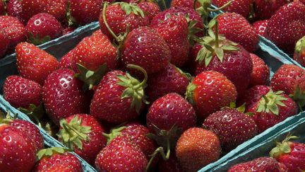 Quelque 225 r&eacute;sidus ont &eacute;t&eacute; d&eacute;couverts dans les fraises, da L (PAUL J. RICHARDS / AFP)